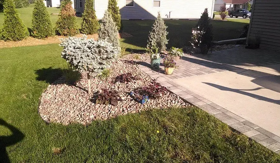 Decorative stone bed with young evergreens beside a paver walkway