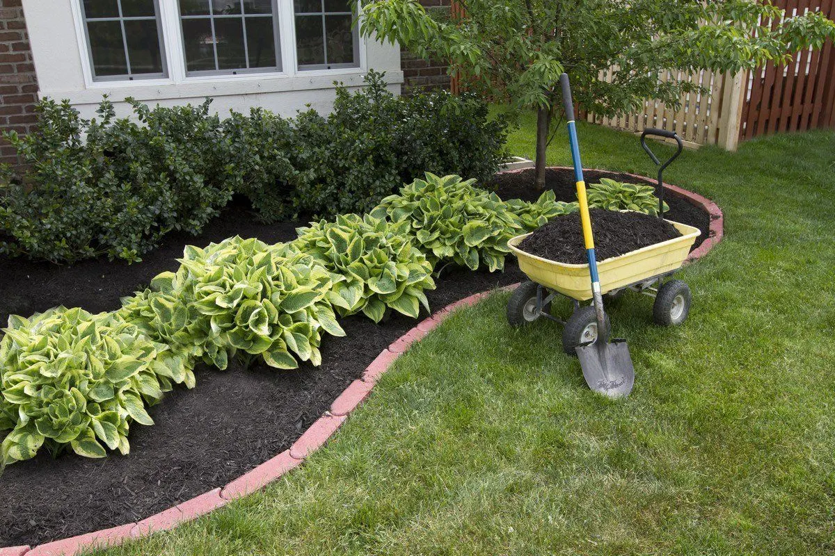 Hosta border along a brick-edged bed with a wheelbarrow and spade on the lawn