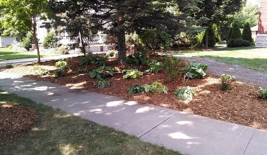 Hostas and shade perennials in a mulched bed under a pine beside a sidewalk